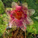 Barbara mit Lotusblüte kl